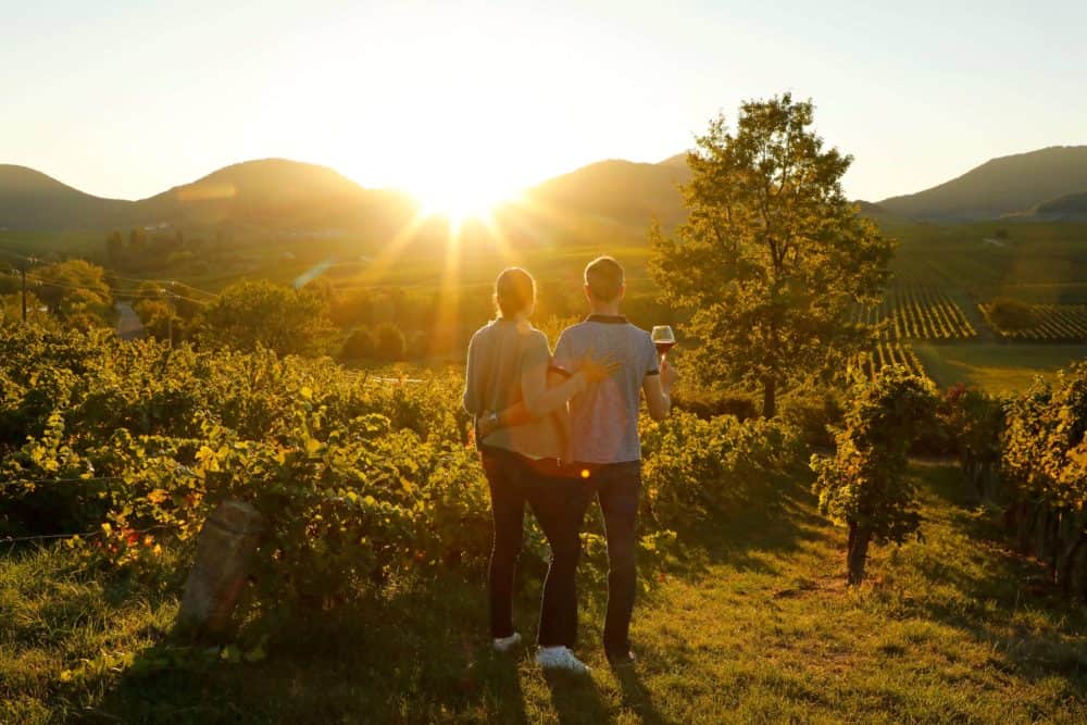 Sonnenuntergang Weinberge